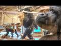 Gorillas Making Bed. Annie's Hair Plucking Behavior
