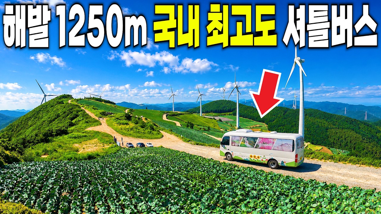폭염에도 시원해요! 1년에 단 1번, 해발 1250m 구름 위를 달리는 무료 셔틀버스 | 대한민국에서 가장 시원한 도시로 떠나는 당일치기 국내여행