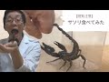 【閲覧注意】サソリ食べてみた
