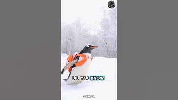 Penguins 🐧 Have a Hidden Secret!