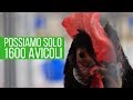 4 CHIACCHIERE con l'ALLEVATORE AMBASCIATORE DELLE LIVORNO