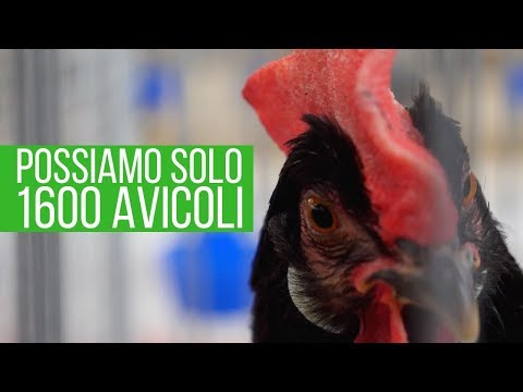 Video: Livorno: Una Razza Di Galline Ad Alta Produzione Di Uova