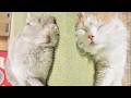 ７年もいっしょに暮らし続けた結果、寝相までそっくりになったうさぎと猫www