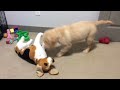 Crazy dog play 🐶