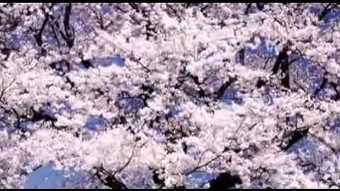 Thumbnail of ВИШНЯ  Виктор Королёв