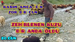 KÖSEDAĞIN DİBİNDEKİ VADİDEN GEÇİYORUZ--OTTAN ZEHRİLENEN 2 KUZU BİR ANDA ÖLDÜLER