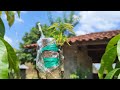 Mango tree grafting techniques