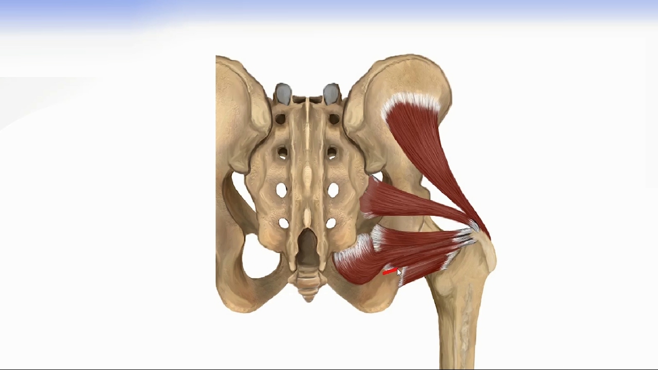 Hip Muscles - Lateral Rotator Group & Gluteus Muscles ...