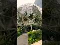 The Amazon Spheres in Seattle. #shorts #shortsfeed #amazon #naturelovers #travel #shortsyoutube