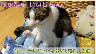 おニューのベッドを速攻で気に入る猫