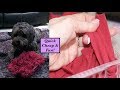 DIY Snuffle Box - Brain Game Toy for Dogs