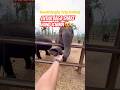 Day 7: Best Part of Whole Trip 😍| Southindia Trip on Ev car 🚙 #fyp #elephant #ytshorts #viral