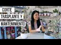 CORTANDO Y TRASPLANTANDO MI KALANCHOE FEDTSCHENKOI QUE CRECIÓ MUCHÍSIMO | MILICIENTAH