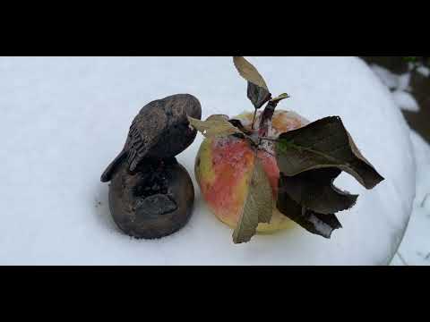 Видео: Стильный декор для зимнего сада