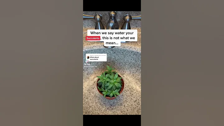 Don’t be afraid to baptize these baddies #succulents #plantcare #wateringplants