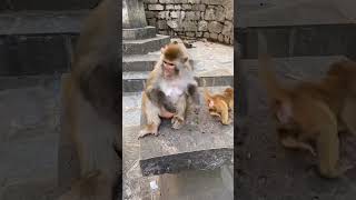 Baby Monkey Fights Mom Over [Toys/Food/Tree] | Wild Parenting |  Watched This Drama