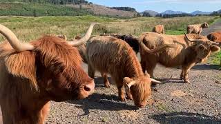 Highland Cow Traffic Jam, Glen Lonan, Argyll and Bute