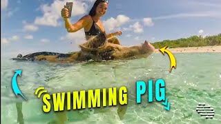 Pig Enjoys Swimming with Mom