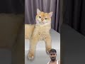 Why didn't Nika like the picture? #cat