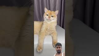 Why didn't Nika like the picture? #cat