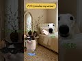 POV: Grandma the saviour: 😹😹 (Part-1) #catmemes #relatable #memesphobiaworld