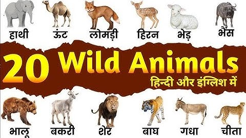 पालतू जानवरो के नाम, 20 pet animals name, wild name, learn for animals birds pet name