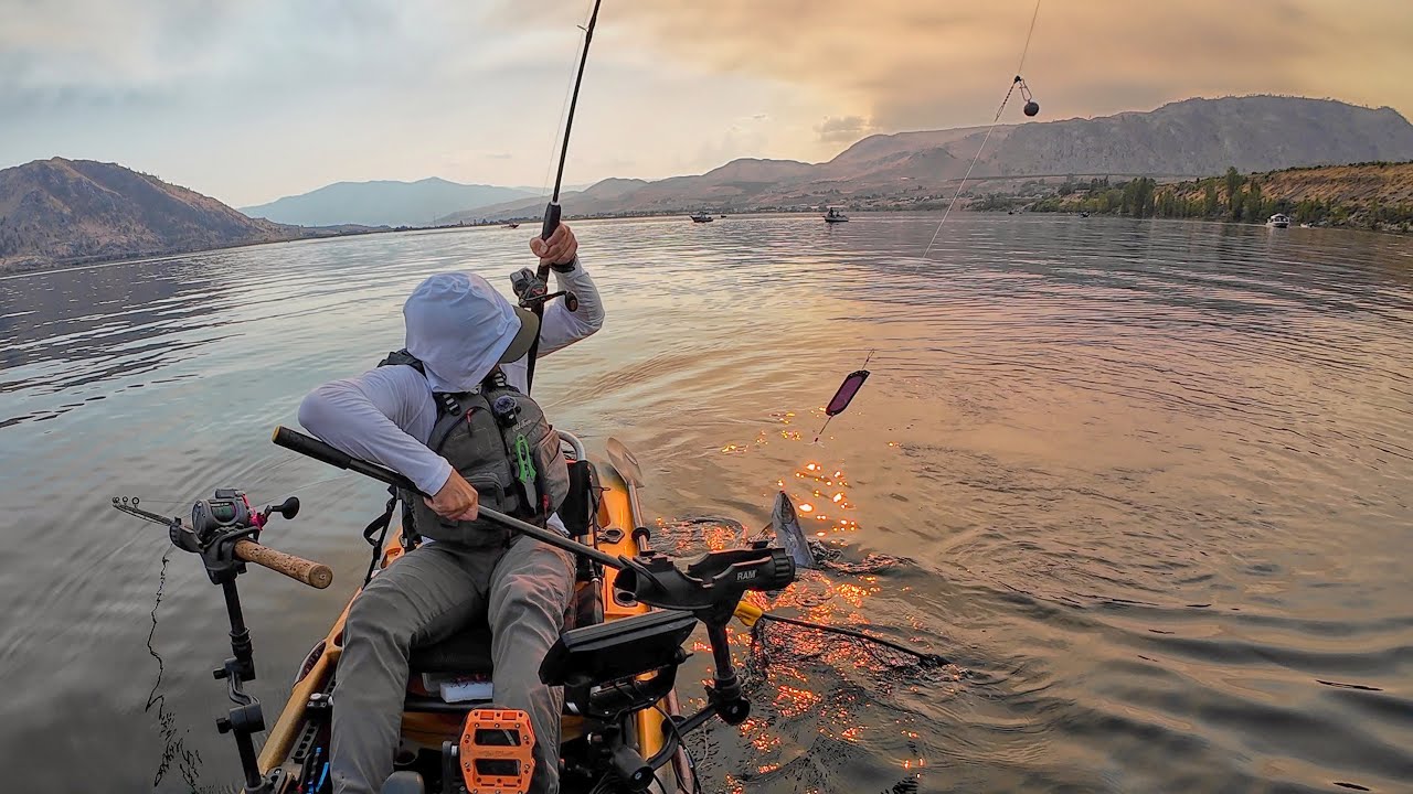 Evening Sockeye Salmon in the Brewster Pool