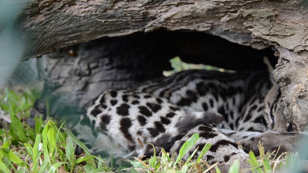 Ocelot (Captivity - Raw footage) 01 - YouTube