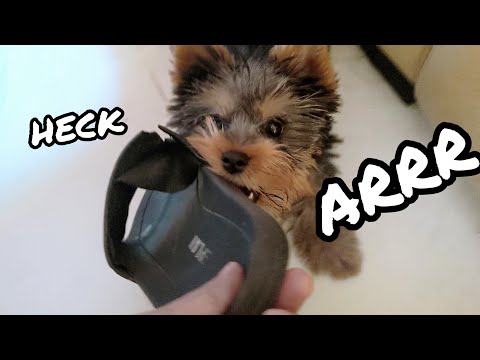 Yorkie Puppy Won't Give Back My Slippers