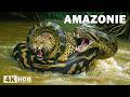 AMAZONIE SAUVAGE Les Créatures Les Plus Fascinantes De La Forêt Tropicale Documentaire Animalier 