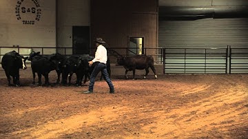 Curt Pate - Stockmanship - Getting Cattle Accustomed to Handlers Position