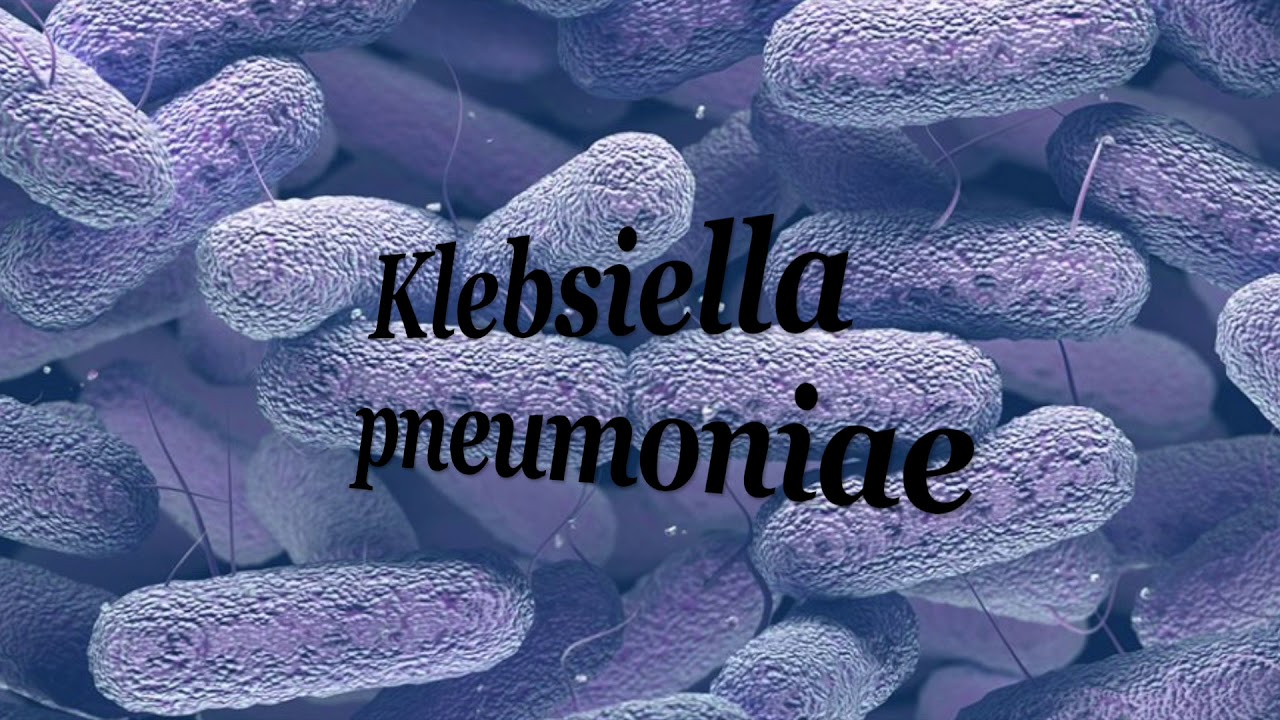 Бактерия spp. Палочка Фридлендера Klebsiella. Бактерия клебсиелла. Возбудитель клебсиеллы. Klebsiella pneumoniae под микроскопом.