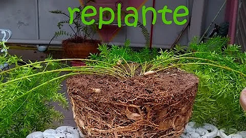 Como plantar aspargos?