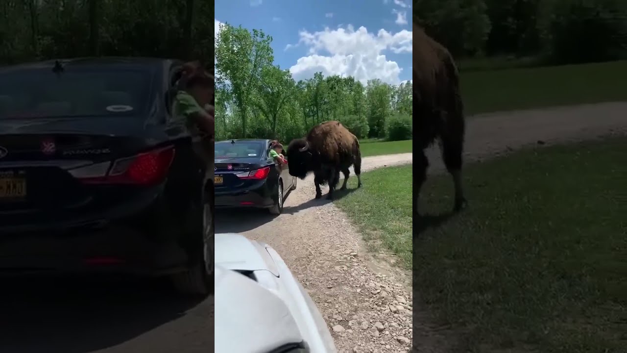 Bison Strikes Kid Hanging Out Car Window