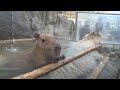 Capybaras enjoy a hot spring bath at a tokyo zoo
