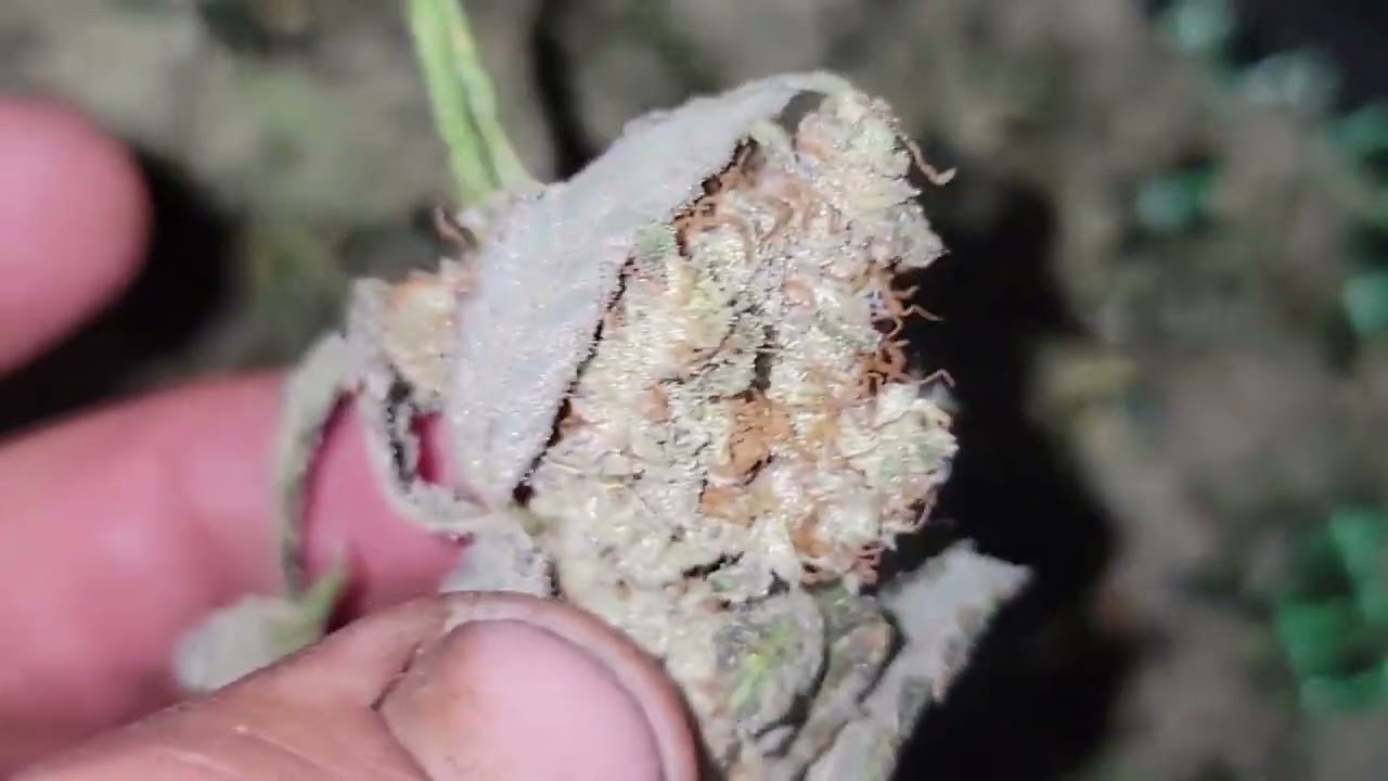 trim bag first time review