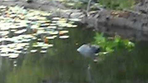 calvert cliffs beaver 2