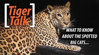 Leopards Jaguars and Cheetahs Oh My! | Tiger Talk