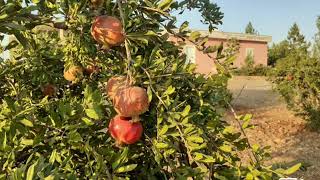 Mem Ararat _ Heyv Resimi