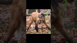 Maned wolf || Descriptions and Facts!