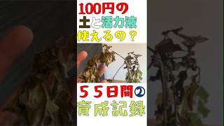 ②【ダイソー驚異の55日！100円土＆活力液で観葉植物を育てる】 園芸 ガーデニング 剪定