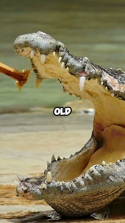 Scientists Estimate Crocodiles Lifespan by.....? 🐊🦴🦷 - YouTube