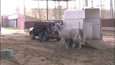 (How to Load your *horse* in to the trailer)
