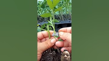 cách ghép cà chua #garden #farming