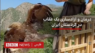 درمان و آزادسازی یک عقاب در کردستان ایران