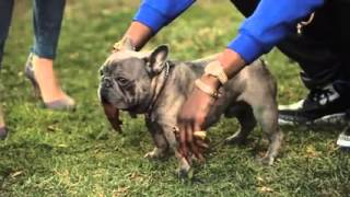 And now, 2 Chainz pets a $100,000 dog by Jemima Harrison 378 views 8 years ago 4 minutes, 43 seconds