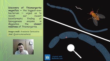 Lipoxygenase sequences in Beggiatoa spp. suggest a new life... - Georgy Kurakin - Poster - ISMB 2024