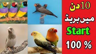 Best Soft Food 😍 For Finch's || Pigeons Gallery || screenshot 4