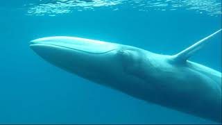 Facts: Omura's Whale