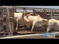 Palaszczuk Govt has rebuilt the Oakey rail line to stimulate the beef industry